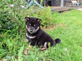À réserver 1 chiot mâle Shiba Inu noir et feu (LOF)