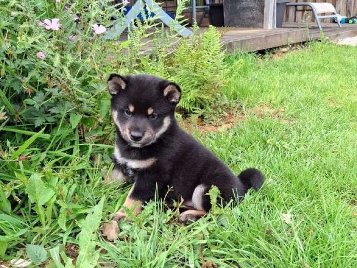 À réserver 1 chiot mâle Shiba Inu noir et feu (LOF)