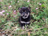 À réserver 1 chiot mâle Shiba Inu noir et feu (LOF)