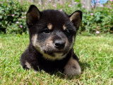 À réserver 1 chiot mâle Shiba Inu noir et feu (LOF)