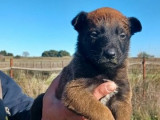 À réserver 3 chiots femelles Bergers Belges Malinois (LOF)