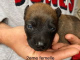 À réserver 3 chiots femelles Bergers Belges Malinois (LOF)