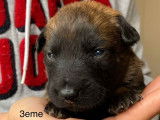 À réserver 3 chiots femelles Bergers Belges Malinois (LOF)