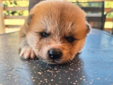 Un chiot Akita Inu mâle LOF disponible à la réservation
