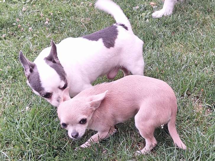 Chihuahua mâle disponible pour saillie
