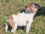 À vendre 2 chiots mâles Bouledogues Français (LOF)