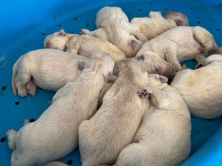 À réserver 9 chiots Golden Retrievers (LOF)