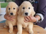 À réserver 9 chiots Golden Retrievers (LOF)