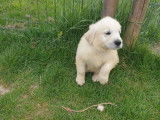 À réserver 9 chiots Golden Retrievers (LOF)
