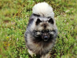 Une chienne Spitz-Loup d’un an LOF à vendre