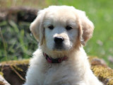 Des chiots Golden Retrievers LOF à vendre