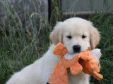 Des chiots Golden Retrievers LOF à vendre