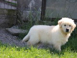 Des chiots Golden Retrievers LOF à vendre