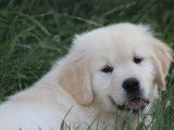 Des chiots Golden Retrievers LOF à vendre