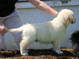 Des chiots Golden Retrievers LOF à vendre