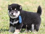 3 chiots Shiba Inu LOF à réserver