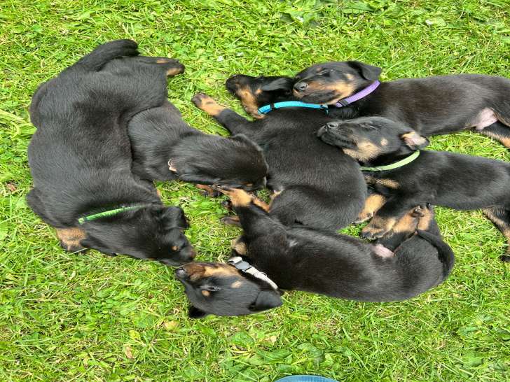 Chiots Beauceron de pure race à vendre