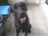 Django, chien joueur à adopter