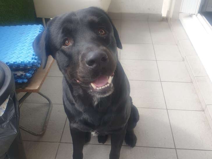 Django, chien joueur à adopter