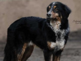 À adopter : chien Border Collie tricolore