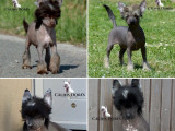 4 chiots mâles Chinois à Crête LOF à vendre