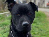 Disponible à l'adoption : chien Labrador noir avec marque blanche