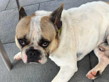 En attente d'adoption : chien Bouledogue Français de 3 ans