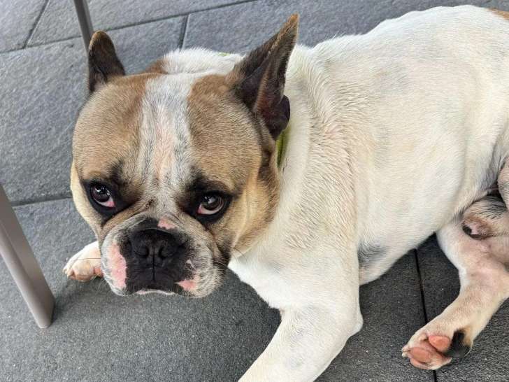 En attente d'adoption : chien Bouledogue Français de 3 ans