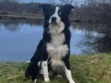 Prêt pour l'adoption : chien Border Collie de 7 ans
