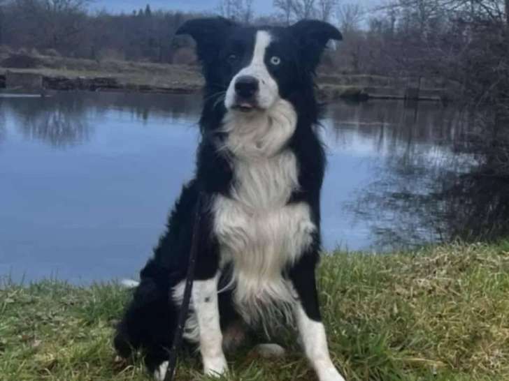 Prêt pour l'adoption : chien Border Collie de 7 ans