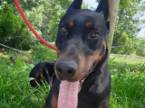 En attente d'un foyer : chien Dobermann noir et feu