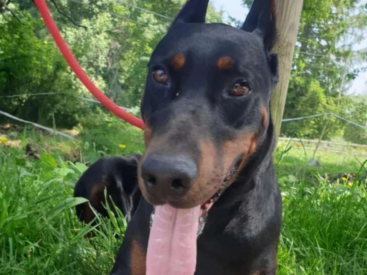 En attente d'un foyer : chien Dobermann noir et feu