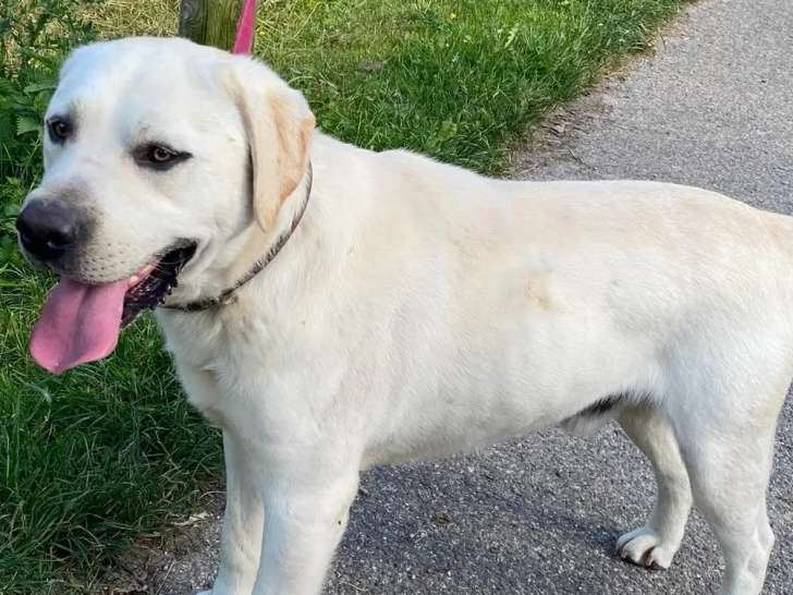 À accueillir : chien Labrador sable