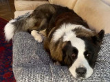 En quête d'un foyer : chien Saint-Bernard marron et blanc
