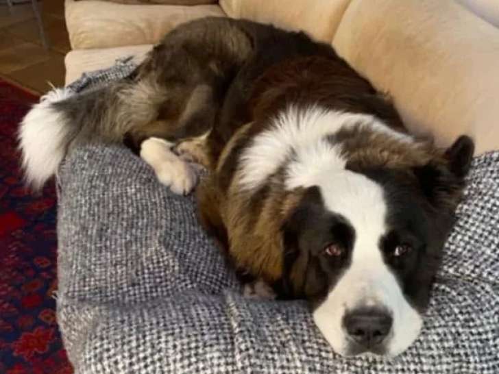 En quête d'un foyer : chien Saint-Bernard marron et blanc