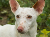 Adoption disponible : chien Podenco blanc