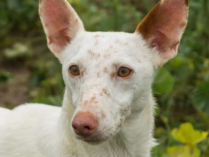 Adoption disponible : chien Podenco blanc