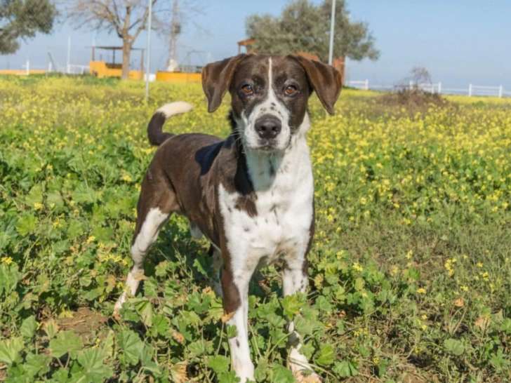 À la recherche d'une famille : chien Fox Terrier adulte