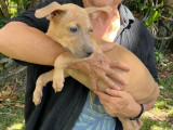 Disponible à l’adoption, chiot femelle de 4 mois