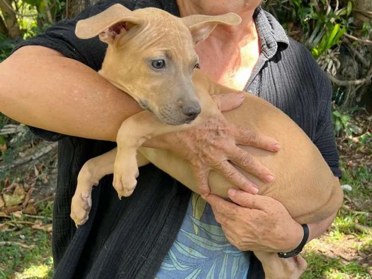 Disponible à l’adoption, chiot femelle de 4 mois