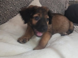 En attente d’adoption, chiot femelle de 3 mois