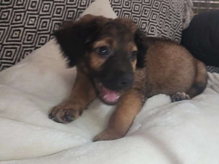 En attente d’adoption, chiot femelle de 3 mois