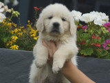 7 chiots Golden Retriever LOF à réserver