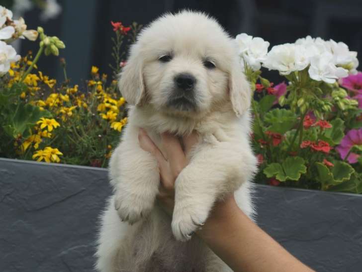 7 chiots Golden Retriever LOF à réserver