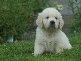 7 chiots Golden Retriever LOF à réserver