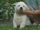 7 chiots Golden Retriever LOF à réserver