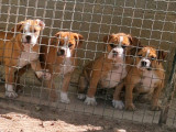 6 chiots Bulldog Continental LOF en vente