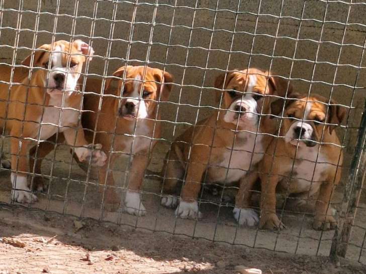 6 chiots Bulldog Continental LOF en vente
