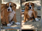 6 chiots Bulldog Continental LOF en vente