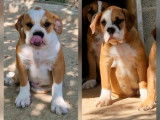6 chiots Bulldog Continental LOF en vente